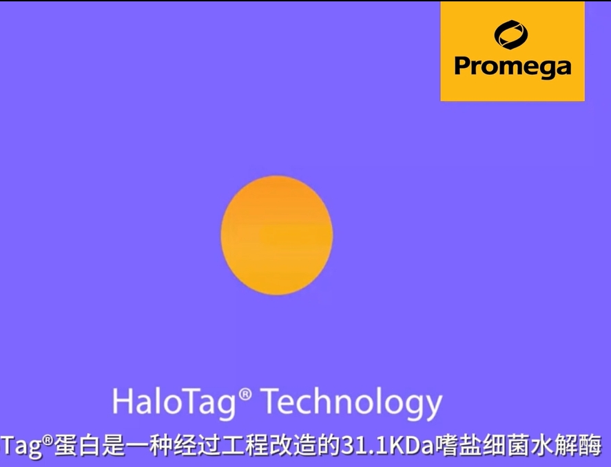 HaloTag蛋白标签技术_HaloTag®蛋白标签技术_技术专题_资源_Promega微网站-普洛麦格（北京）生物技术有限公司